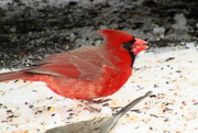 11th Feb 2015 - Cardinal