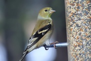 15th Feb 2015 - Goldfinch Eating
