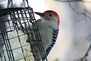 14th Feb 2015 - Woodpecker Eating