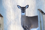 13th Feb 2015 - Deer