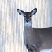 Deer by randy23
