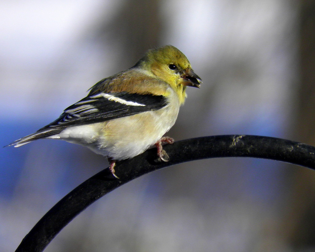 Mr. Goldfinch in color by daisymiller