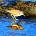 Spotted Sandpiper by joysfocus