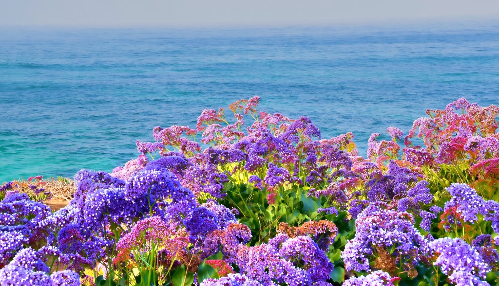 Ocean Flowers by joysfocus