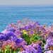 Ocean Flowers by joysfocus
