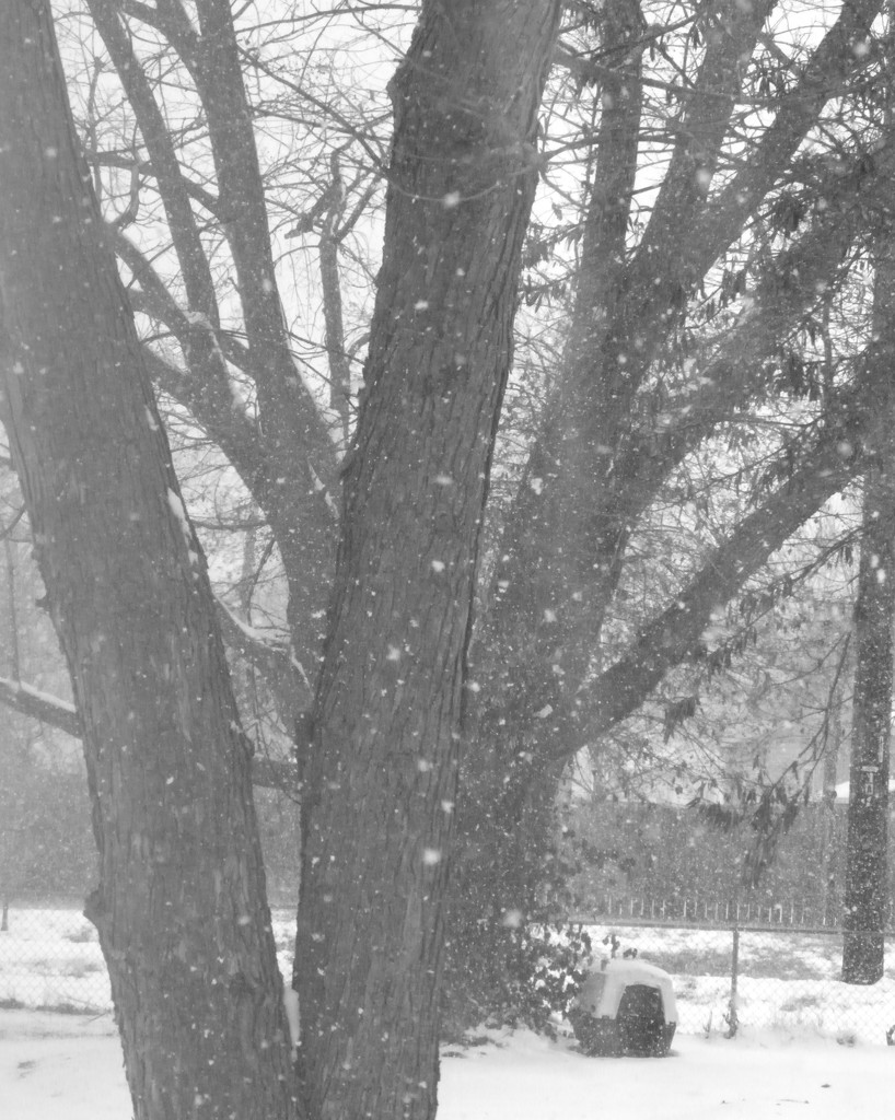 Winter Blahs by daisymiller