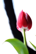 20th Feb 2015 - Tulip and Tail