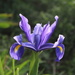Our first Dutch Iris this Season by markandlinda