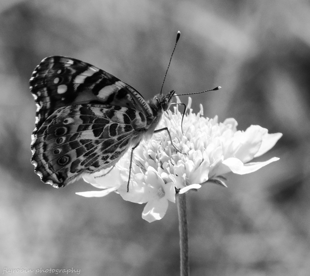 Butterfly patterns by flyrobin