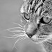 Ruby Cat by brigette