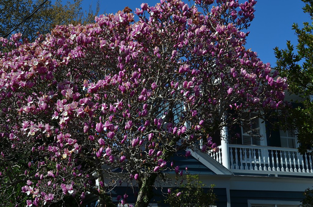 Japanese magnolia in full bloom, historic district, Charleston, SC by congaree