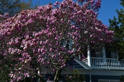 20th Feb 2015 - Japanese magnolia in full bloom, historic district, Charleston, SC