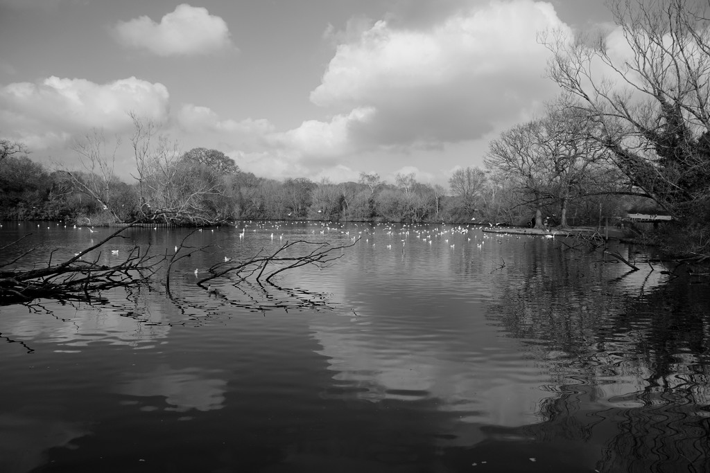 the pond on Southampton Common by quietpurplehaze