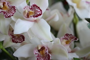 19th Feb 2015 - Orchids