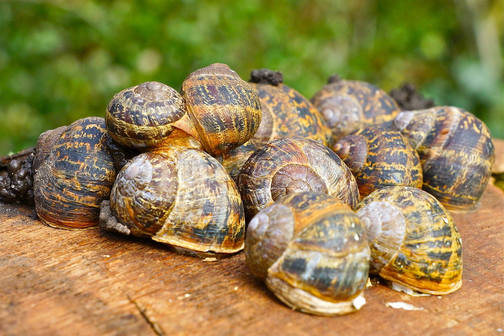 SLUMBERING SNAILS by markp