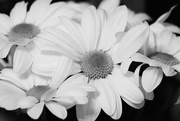 19th Feb 2015 - White flowers