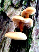 20th Feb 2015 - Toadstools on a treetrunk