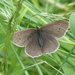  Ringlet Butterfly by susiemc
