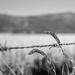 Barbed Fence by salza