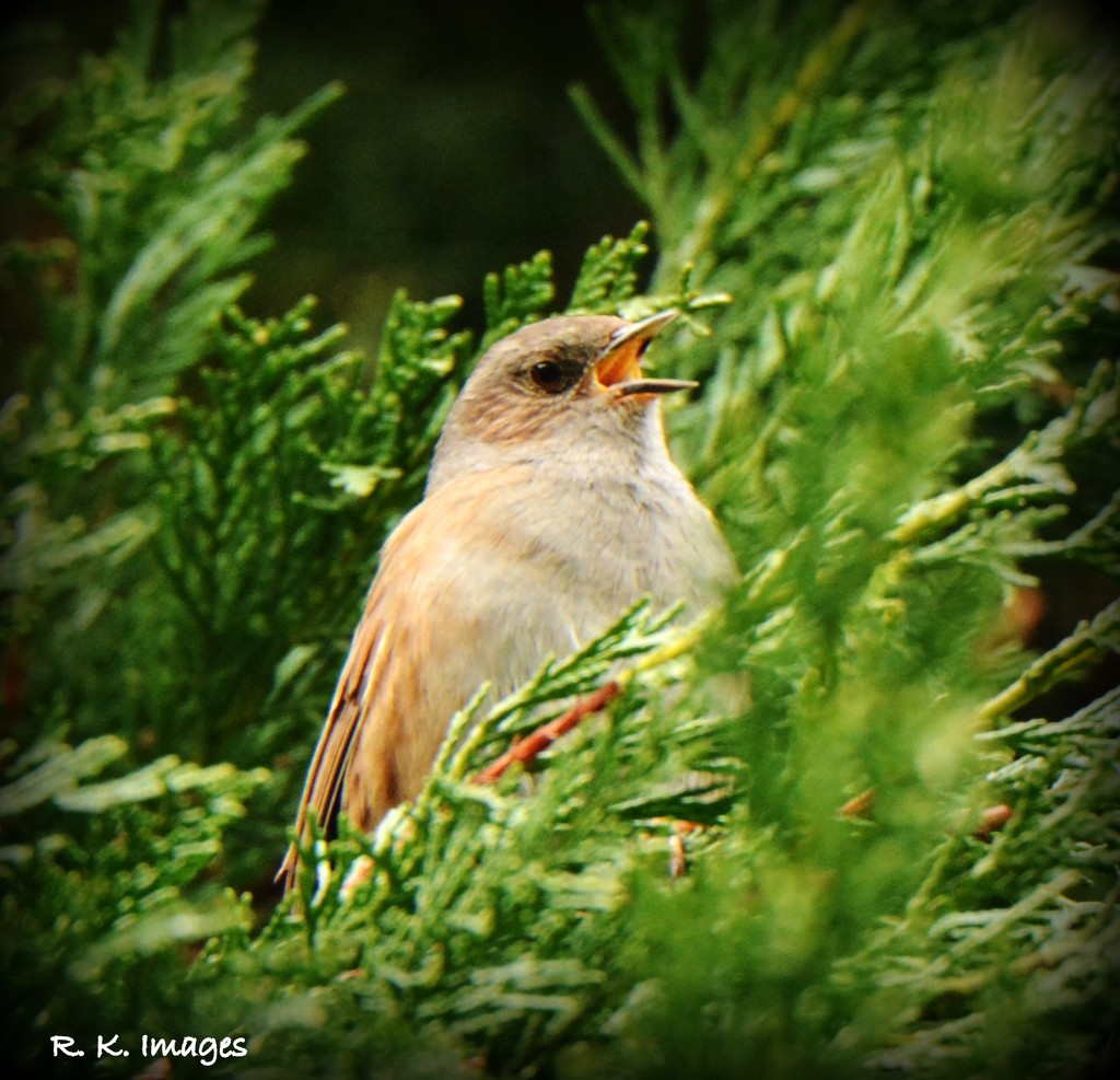 One of my feathered friends - a singing dunnock by rosiekind