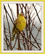 20th Feb 2015 - Singing yellowhammer - feathered friend