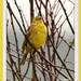 Singing yellowhammer - feathered friend by rosiekind