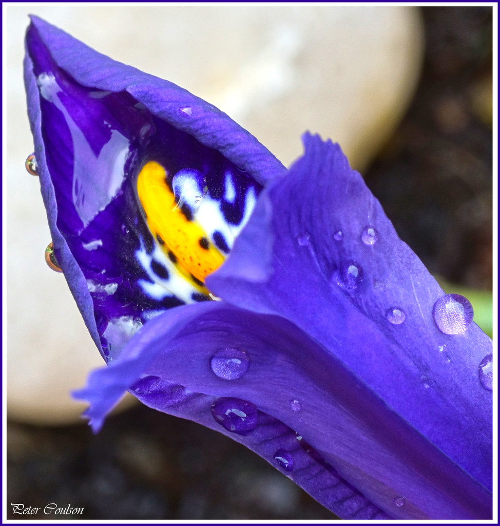 First Crocus  by pcoulson