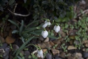 20th Feb 2015 - S is for snowdrop
