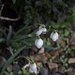 S is for snowdrop by jennyjustfeet