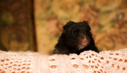 20th Feb 2015 - Licorice the hamster (or Lou Lou)