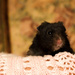 Licorice the hamster (or Lou Lou) by novab