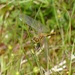  Black Darter Dragonfly  (Female) by susiemc