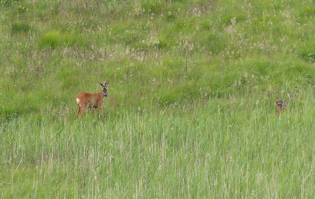  Roe Deer with Baby by susiemc