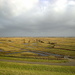 Wet lands. A view from the top of a dike . by pyrrhula
