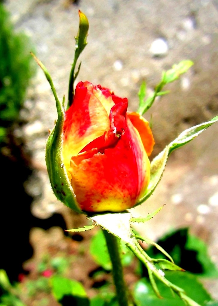 Ruže su lijepe by vesna0210