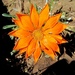 Sunčani cvijet by vesna0210