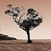 Lonely Tree by leestevo