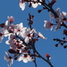 Cherry Blossoms just starting to Bloom by markandlinda