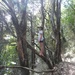 Abigail up a tree by kyfto