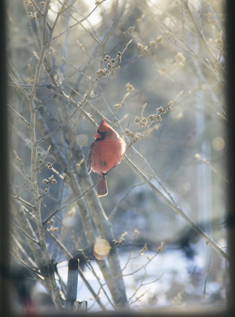Cardinal out the Window by hjbenson