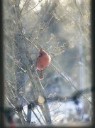 20th Feb 2015 - Cardinal out the Window