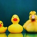 No weather for Ducks!! by happysnaps