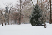 20th Feb 2015 - Winter Scene