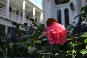 21st Feb 2015 - Camellia, historic district, Charleston, SC