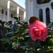 Camellia, historic district, Charleston, SC by congaree