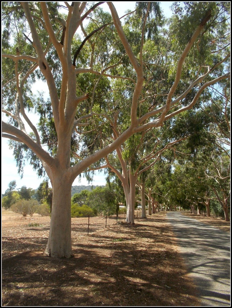 an avenue of Lemon Scented Gums by cruiser