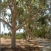 an avenue of Lemon Scented Gums by cruiser