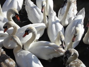 17th Feb 2015 - A Bevy of Swans