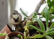 21st Feb 2015 - Cape Wagtail
