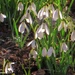 Sunshine and snowdrops by craftymeg